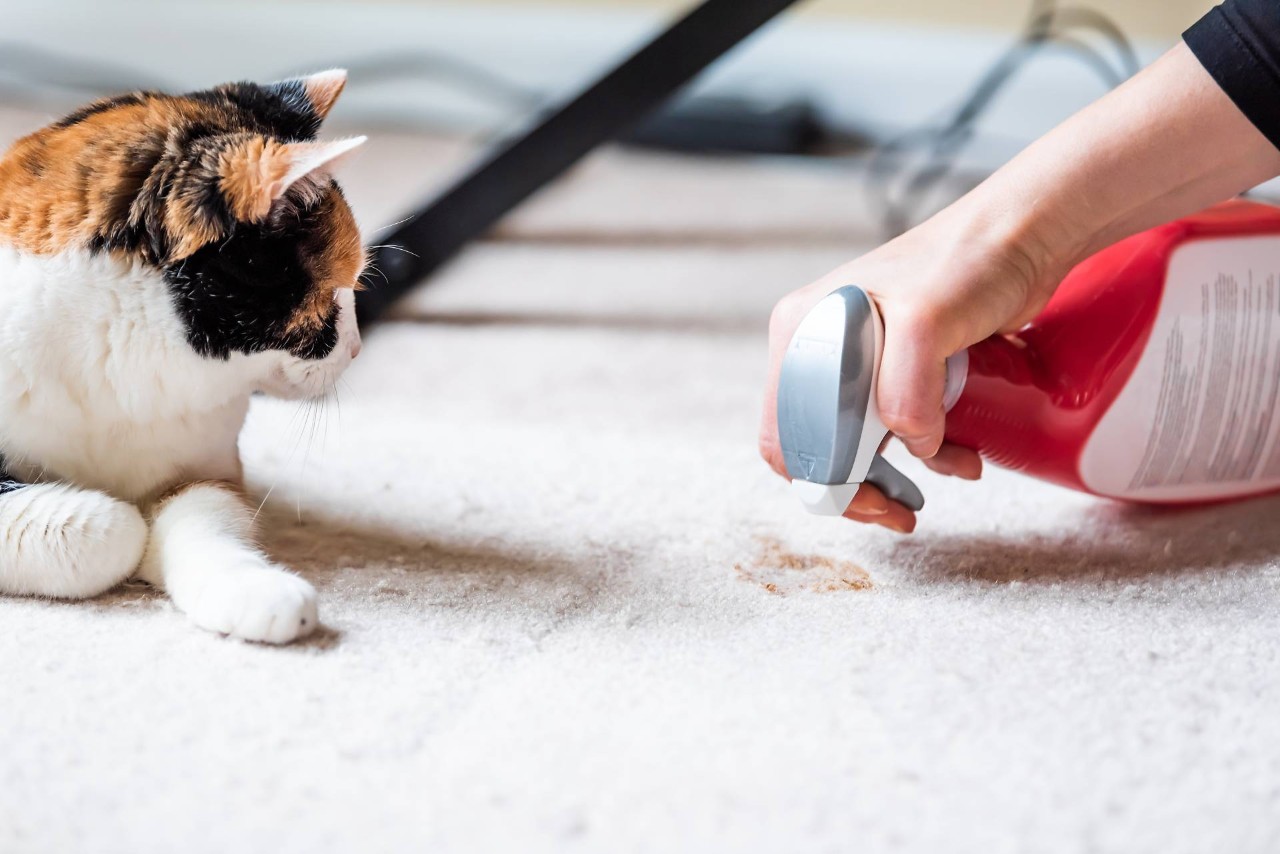 A person cleaning up a pet stain from a housecat near Princeton and Hillsborough, NJ